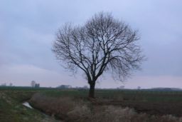 Baum im Nebel