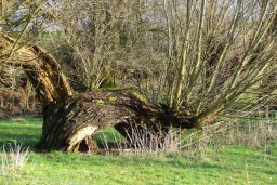alte Weide